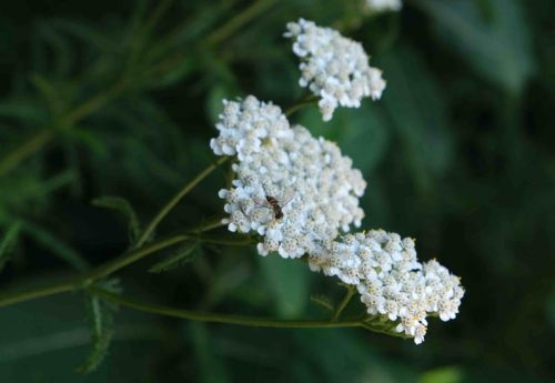 Corktown Garden Clean-Up Day July 28