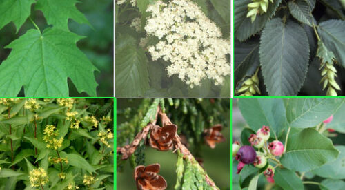 Six small images of native tree species