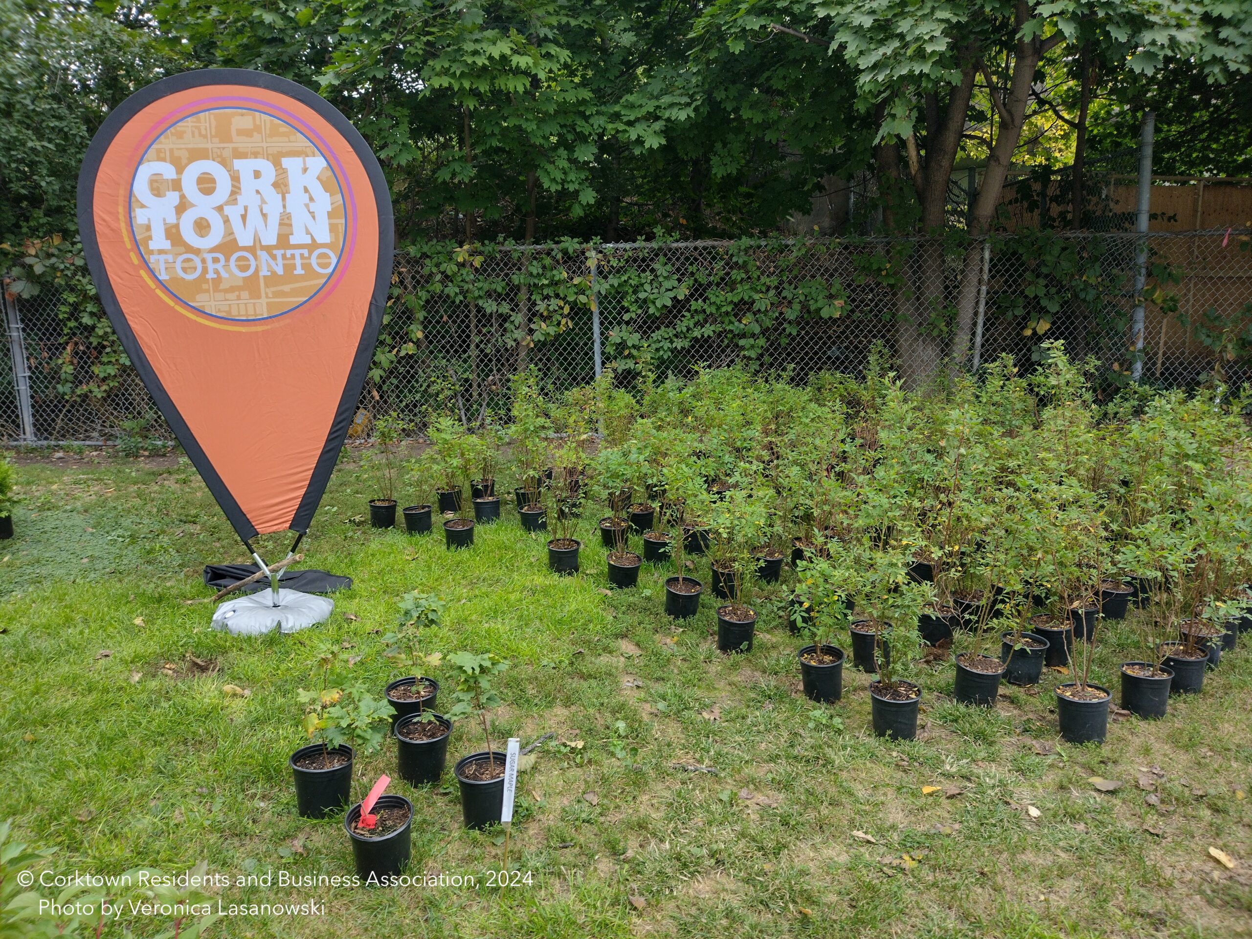 Free tree giveaways, May & September 2024